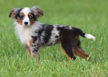 Australian Shepherds - Photo 3