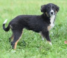 Australian Shepherds - Photo 4