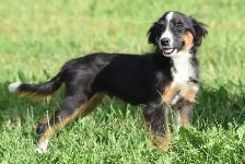 Australian Shepherds - Photo 5