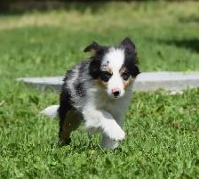 Australian Shepherds - Photo 6