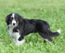 Australian Shepherds - Photo 7