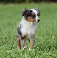Australian Shepherds - Photo 10