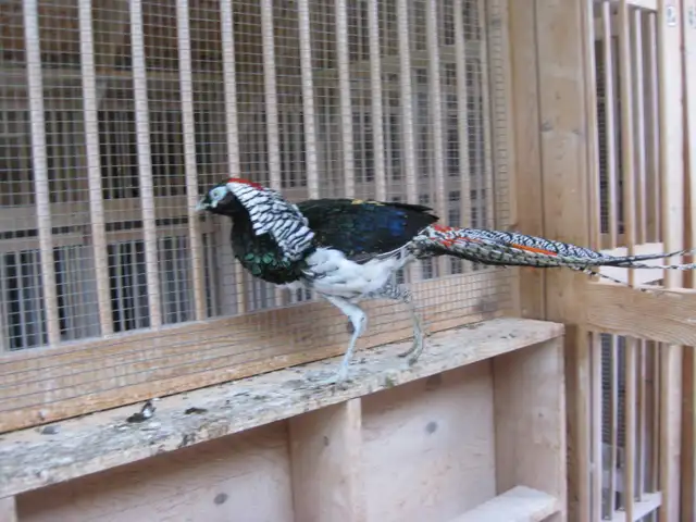 Lady Amherst male pheasant