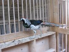 Lady Amherst male pheasant