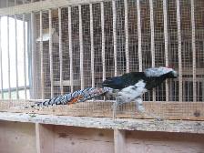 Lady Amherst male pheasant - Photo 3