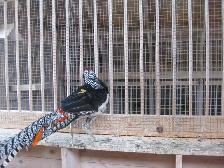 Lady Amherst male pheasant - Photo 4