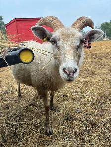 Flock Dispersal - Breeding Ewes - Photo 4