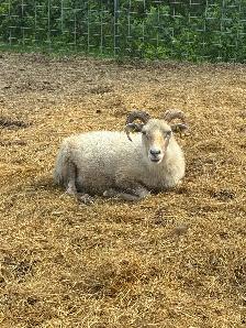 Flock Dispersal - Breeding Ewes - Photo 6