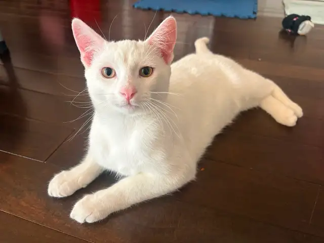 White 6 months old Kitten for Rehoming