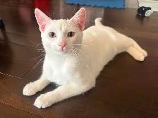 White 6 months old Kitten for Rehoming