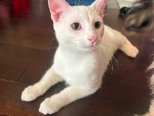 White 6 months old Kitten for Rehoming - Photo 2