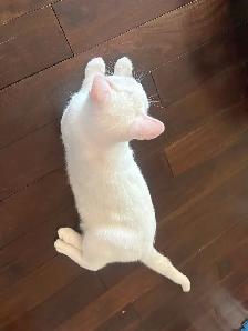 White 6 months old Kitten for Rehoming - Photo 3