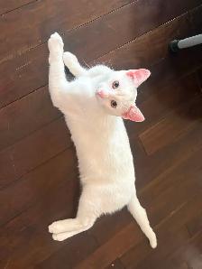 White 6 months old Kitten for Rehoming - Photo 4