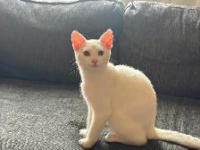 White 6 months old Kitten for Rehoming - Photo 5