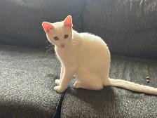 White 6 months old Kitten for Rehoming - Photo 6