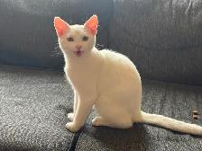 White 6 months old Kitten for Rehoming - Photo 7