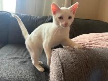 White 6 months old Kitten for Rehoming - Photo 8