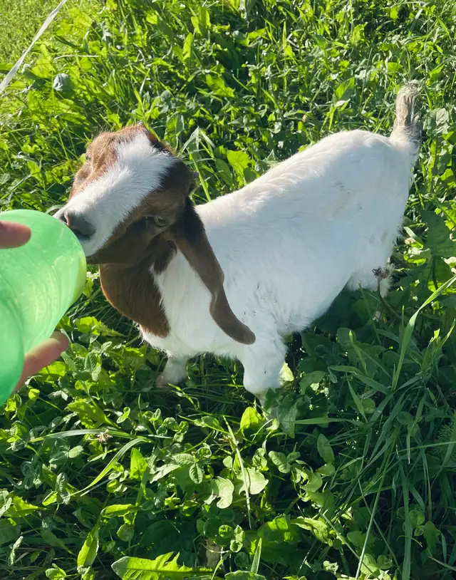 bottle Boer doeling