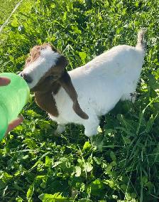 bottle Boer doeling