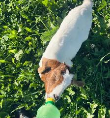 bottle Boer doeling - Photo 2