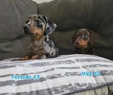 Teckel miniature - Photo 6
