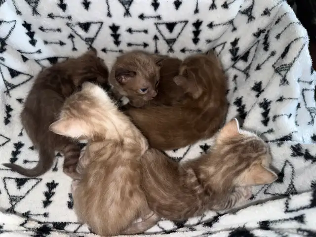 Bengal Kittens