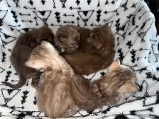 Bengal Kittens