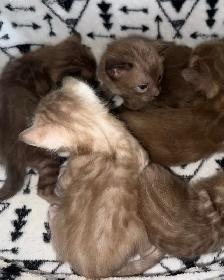 Bengal Kittens - Photo 2