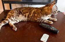 Bengal Kittens - Photo 4