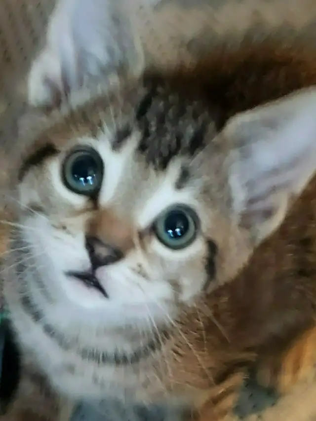 Kitten For Sale