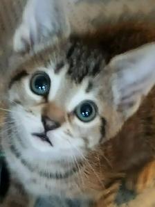 Kitten For Sale