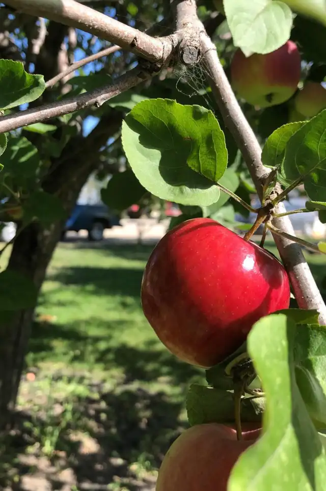 organic apples