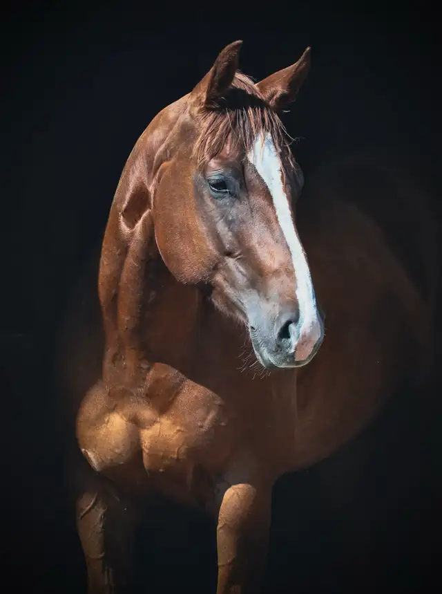 6 year old APHA mare