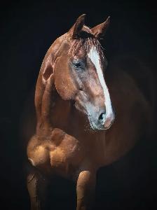 6 year old APHA mare