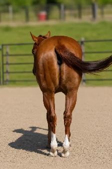 6 year old APHA mare - Photo 2