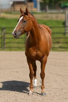 6 year old APHA mare - Photo 3
