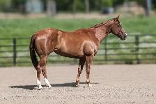 6 year old APHA mare - Photo 4