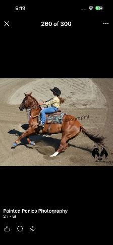 6 year old APHA mare - Photo 5