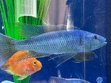 Malawi Trout