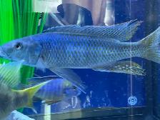Malawi Trout - Photo 2