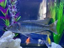 Malawi Trout - Photo 3