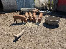 Tamworth Piglets