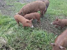 Tamworth Piglets - Photo 2
