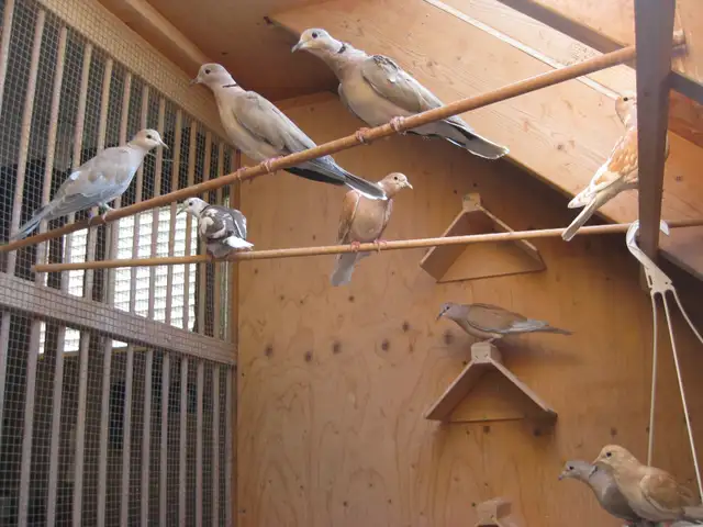 RING NECKED DOVES