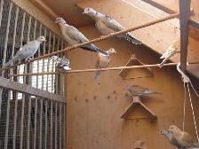 RING NECKED DOVES