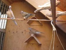 RING NECKED DOVES - Photo 2