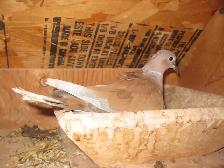RING NECKED DOVES - Photo 3
