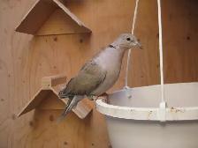 RING NECKED DOVES - Photo 4