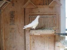 RING NECKED DOVES - Photo 8