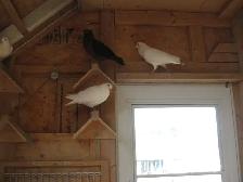 RING NECKED DOVES - Photo 9
